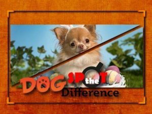 Dog Spot the Difference Online Puzzle Game